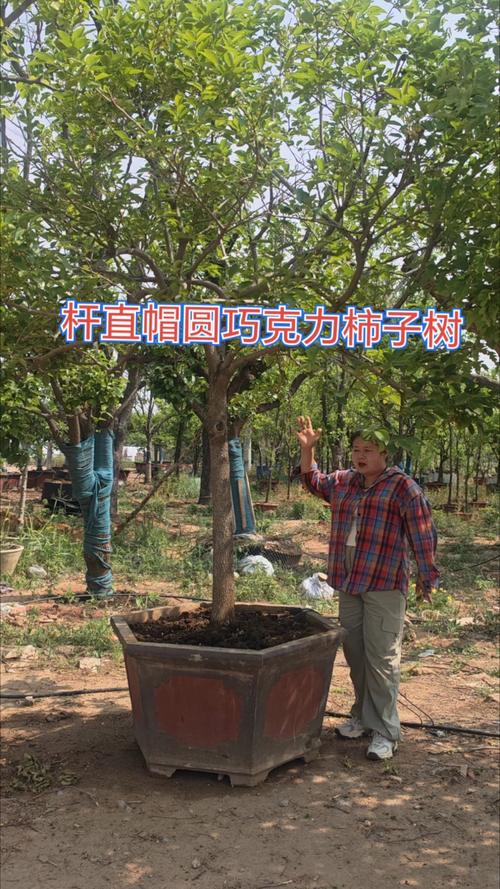 巧克力柿子树多少钱一棵? 家庭种植和批量采购的询价重点不同