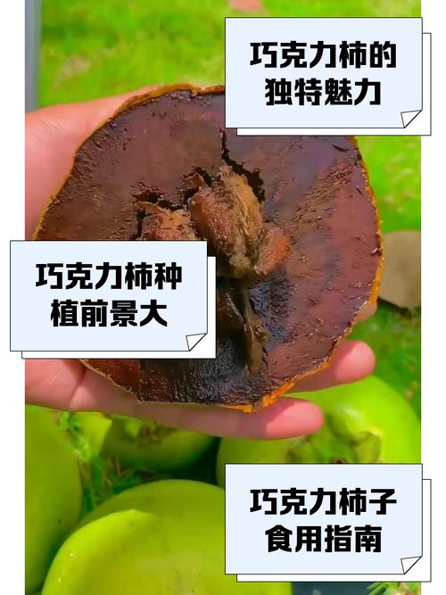 巧克力柿子树多少钱一棵? 常见问题