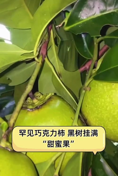 巧克力柿子树多少钱一棵? 购买巧克力柿子树前要先确认这3项