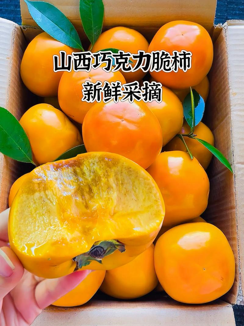 巧克力柿子树多少钱一棵? 结尾建议:按地区和数量询价,最容易拿到真实价格