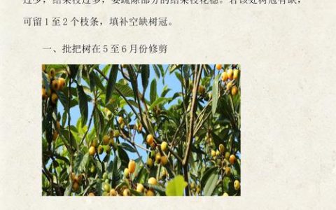 枇杷树什么时候修剪最好？家庭园艺养护全攻略