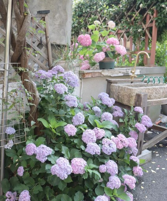 绣球花生长在哪里？从阳台到庭院，找到最适合它的环境