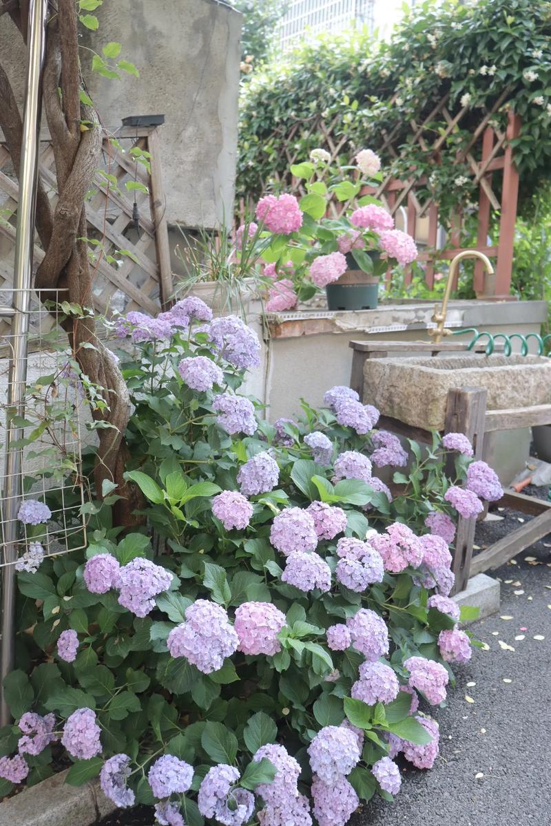 绣球花生长在哪里?从阳台到庭院,找到最适合它的环境 绣球花基础档案