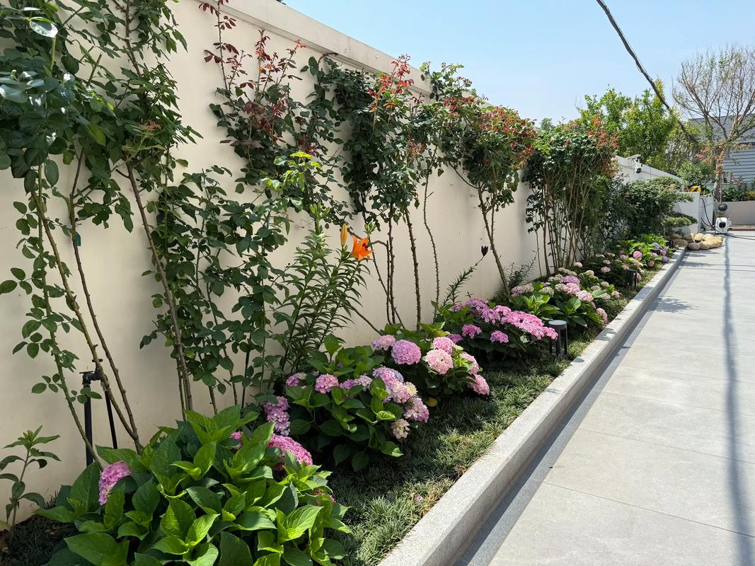 绣球花生长在哪里?从阳台到庭院,找到最适合它的环境 FAQ