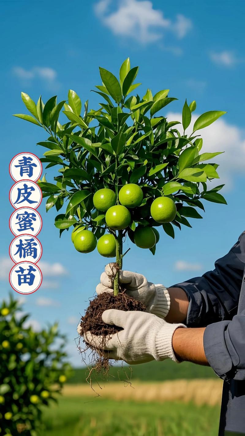 产地因素：主产区与物流成本影响价格