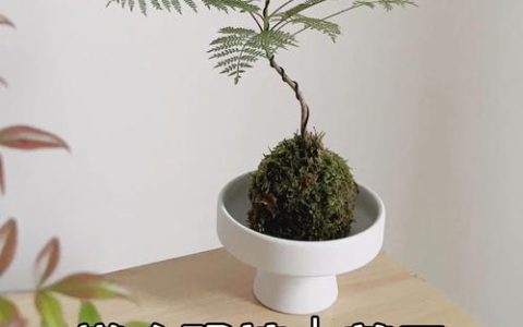 苔藓球植物养护指南：从浇水到施肥的完整操作手册
