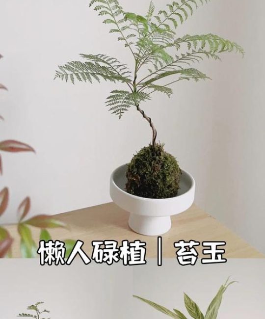苔藓球植物养护指南：从浇水到施肥的完整操作手册