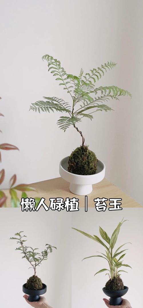 苔藓球植物养护指南:从浇水到施肥的完整操作手册 苔藓球植物养护指南:从浇水到施肥的完整操作手册