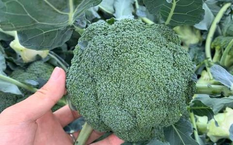 西兰花是花吗？解开餐桌上“蔬菜之王”的真实身份