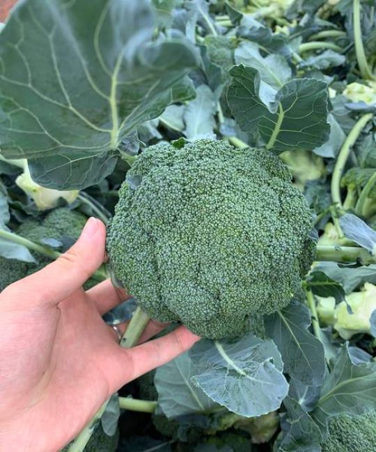 西兰花是花吗？解开餐桌上“蔬菜之王”的真实身份