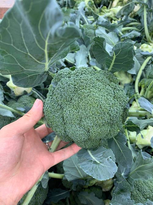 西兰花是花吗？解开餐桌上“蔬菜之王”的真实身份