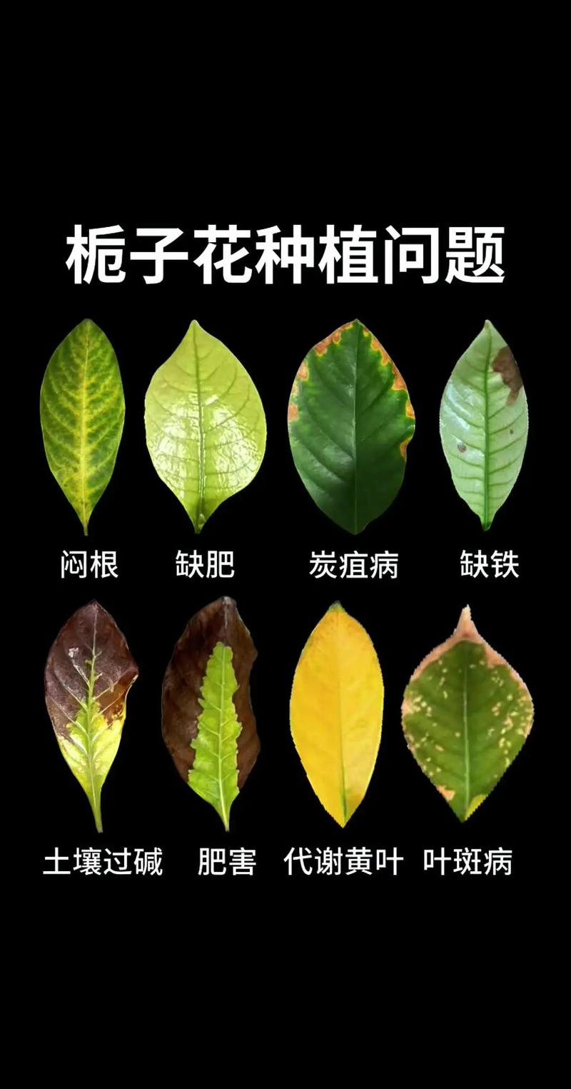 家里养栀子花好吗?科学解析养护条件与注意事项 光照:喜光但畏暴晒,每天需4 – 6小时散射光