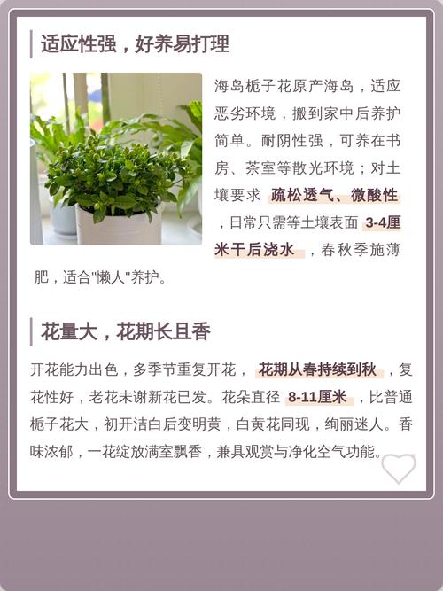 家里养栀子花好吗?科学解析养护条件与注意事项 常见问题与预防方案