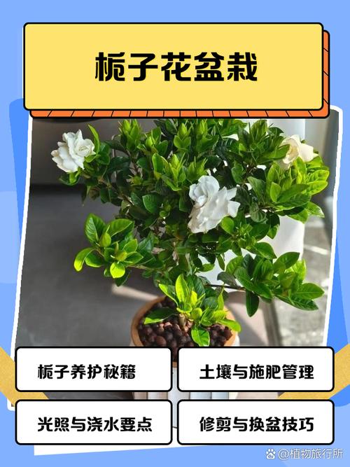 家里养栀子花好吗?科学解析养护条件与注意事项 总结与建议