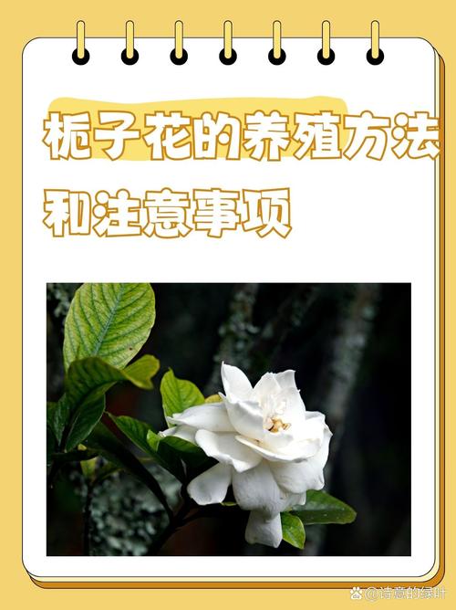 家里养栀子花好吗?科学解析养护条件与注意事项 文化寓意与强调说明