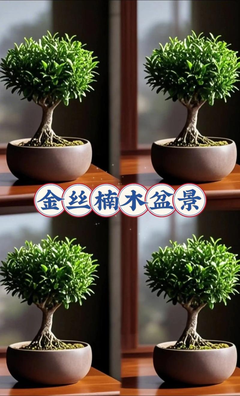 金丝楠木真的有金丝吗?——从园艺视角解析其神秘光泽与栽培价值 金丝从何而来?