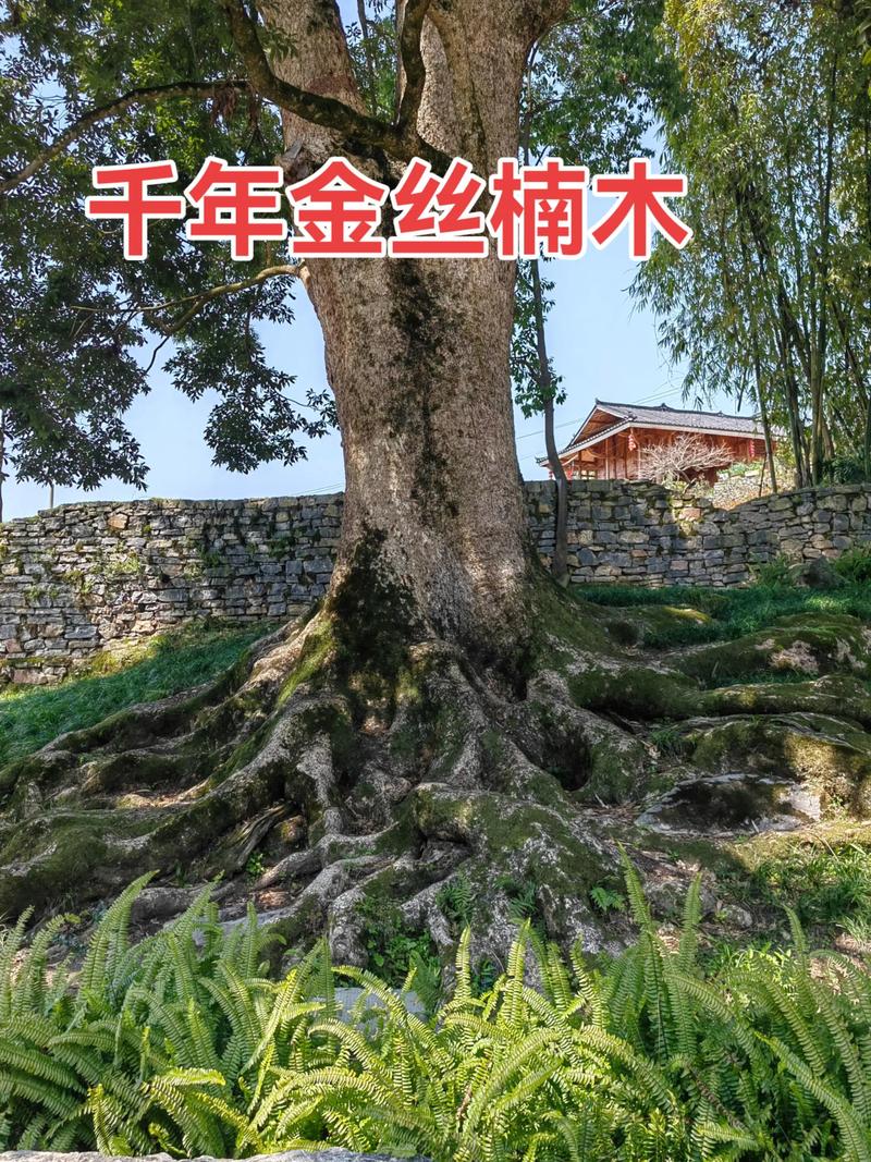 金丝楠木真的有金丝吗?——从园艺视角解析其神秘光泽与栽培价值 园艺中的金丝楠木:不仅是木材,更是活的艺术
