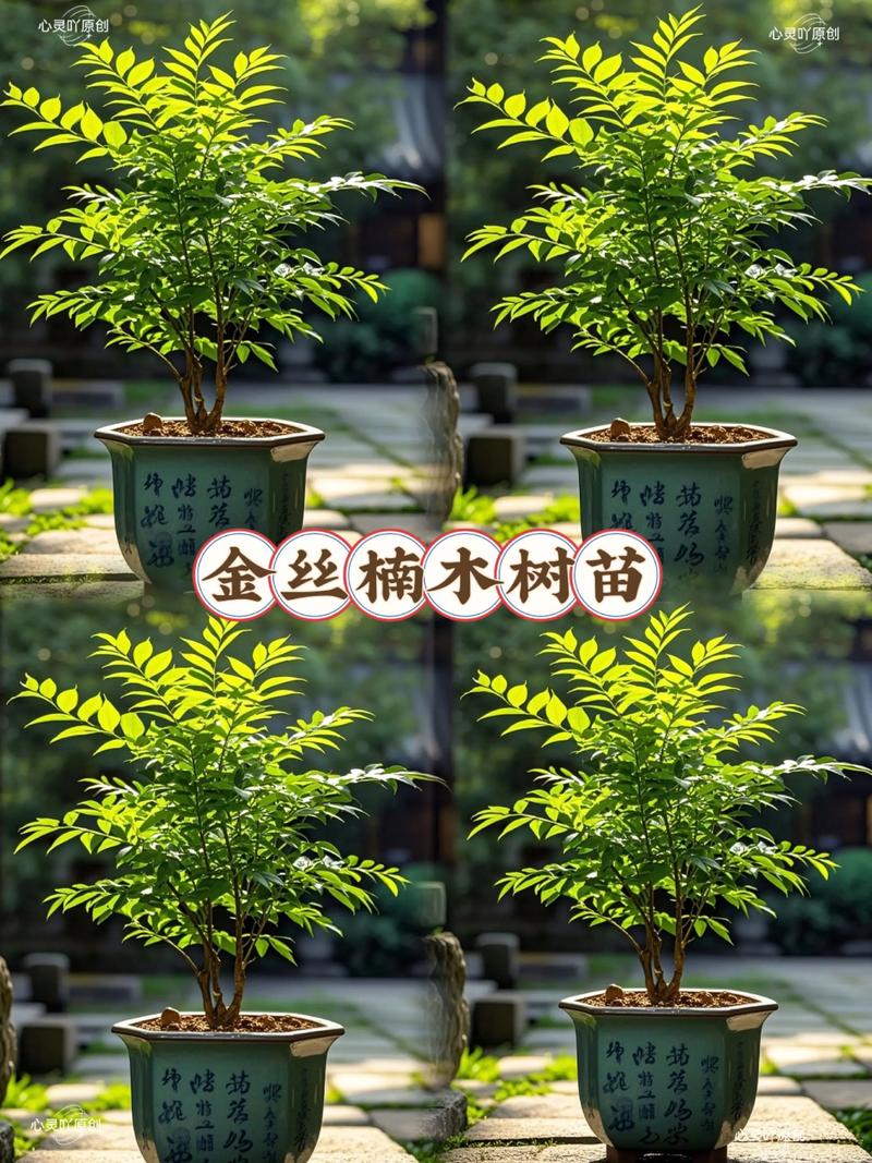 金丝楠木真的有金丝吗?——从园艺视角解析其神秘光泽与栽培价值 金丝楠木的“金丝”能提前看到吗?