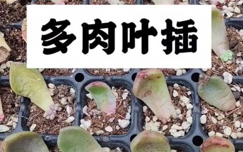 多肉植物怎么扦插？叶插与枝插全流程技术指南（2026版）