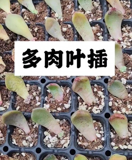 多肉植物怎么扦插？叶插与枝插全流程技术指南（2026版）