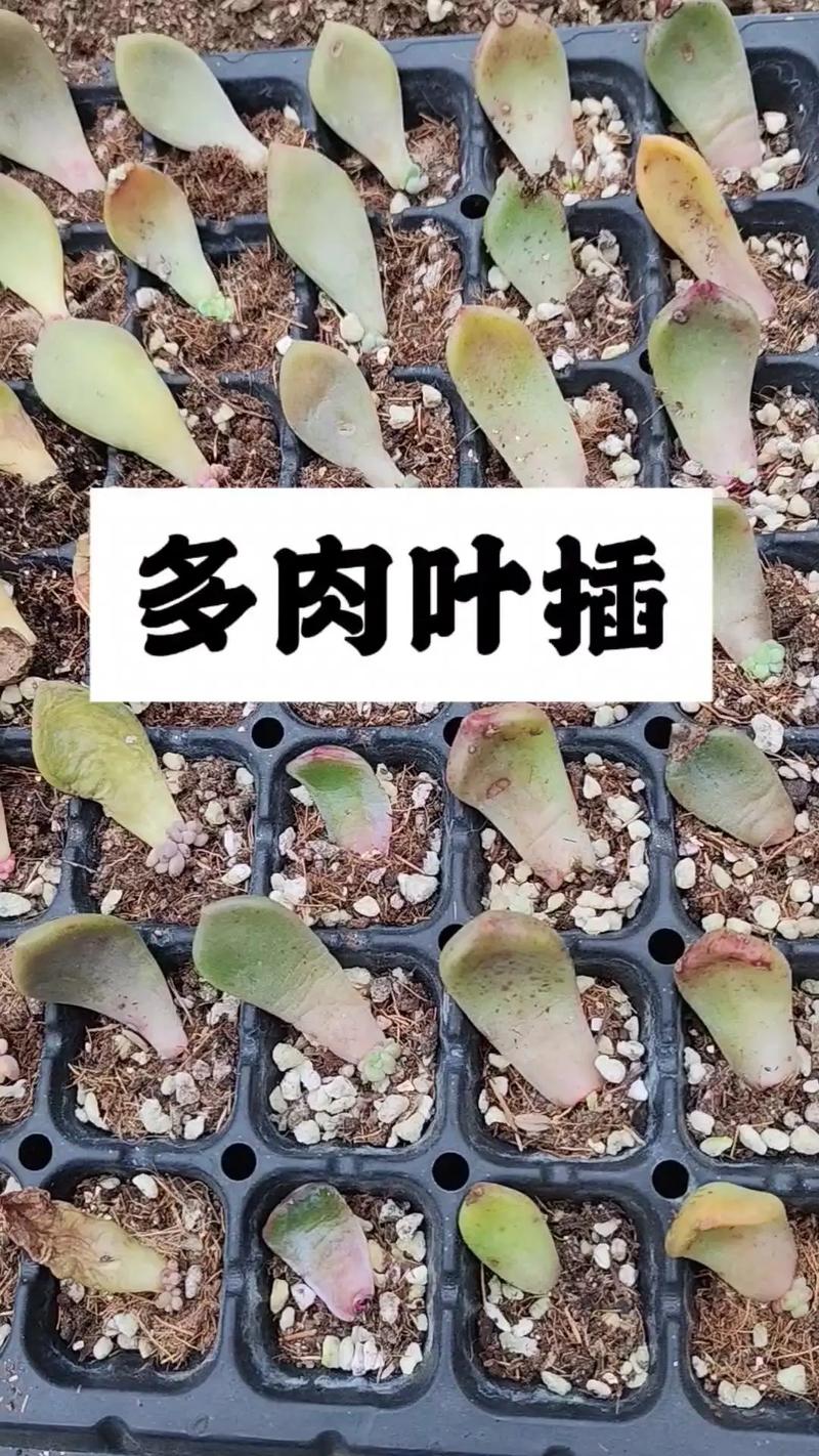 多肉植物怎么扦插?叶插与枝插全流程技术指南(2026版) 多肉植物怎么扦插?叶插与枝插全流程技术指南(2026版)