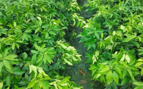 红美人柑橘苗多少钱一颗？2026年最新价格与选购全攻略