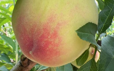 桃子的品种有哪些？中油桃14号、沃德与雨花露全对比
