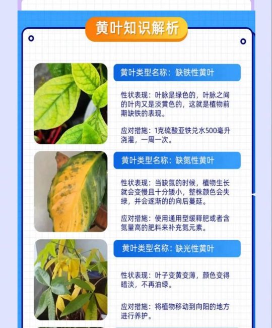 植物叶片发黄的原因与解决方法