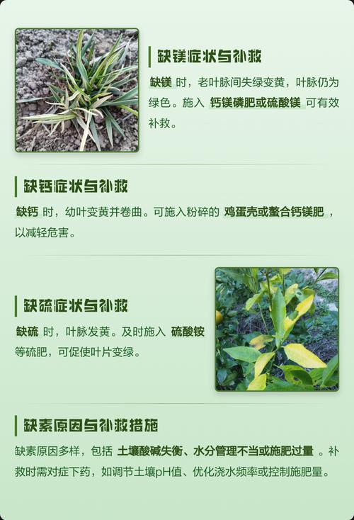 三、营养缺乏：缺铁、缺氮最典型