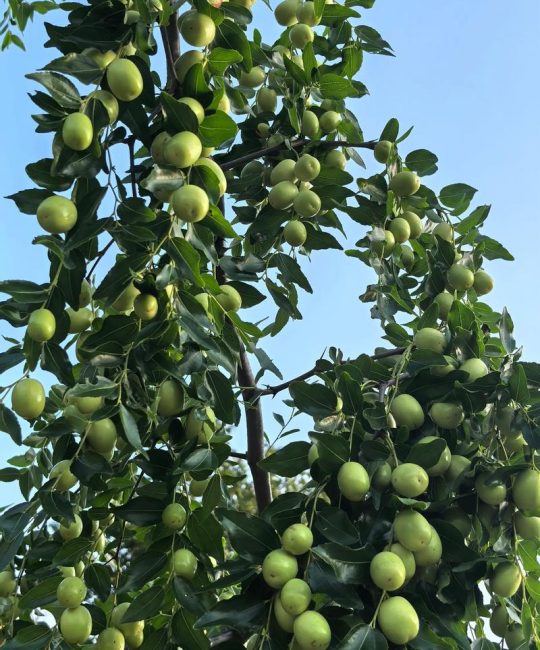 枣子什么时候成熟？不同品种成熟时间及促花促果全攻略