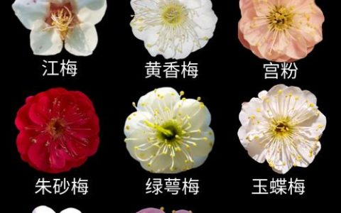 梅花是什么季节开的花：花期、品种与养护指南