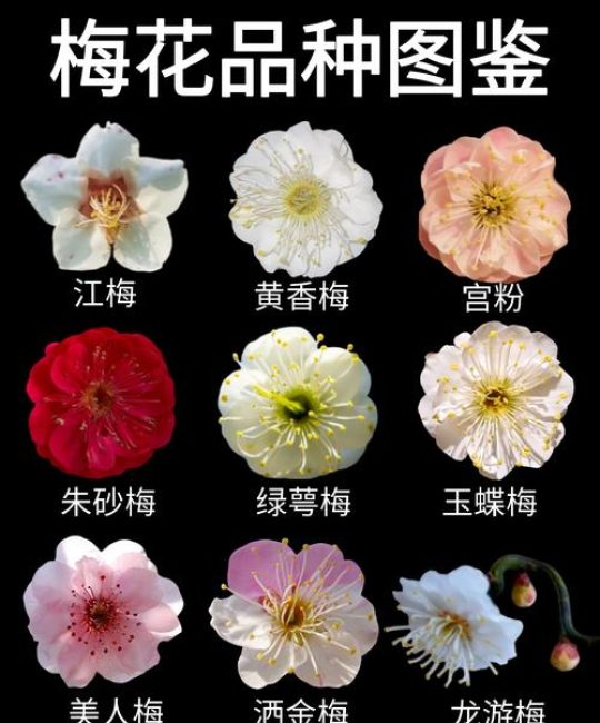 梅花是什么季节开的花：花期、品种与养护指南