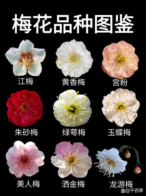 梅花是什么季节开的花：花期、品种与养护指南