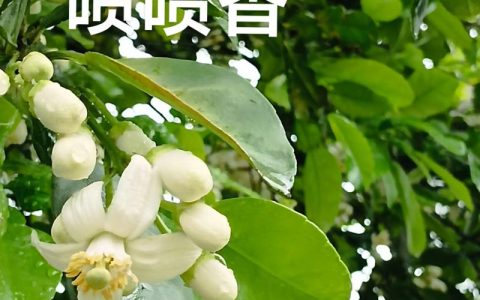 柚子树喜强光，光照不足直接导致低产和品质下降