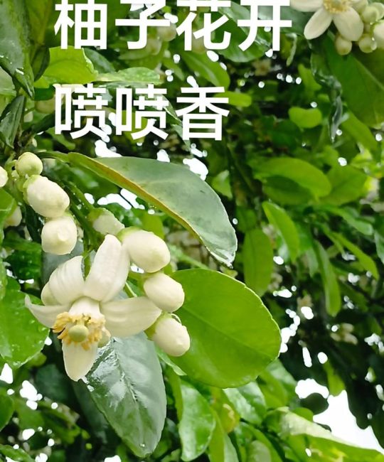 柚子树喜强光，光照不足直接导致低产和品质下降