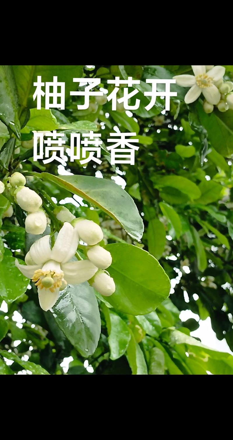 适种品种与地区：优先选择琯溪蜜柚或三红蜜柚，适合南方柑橘优势区