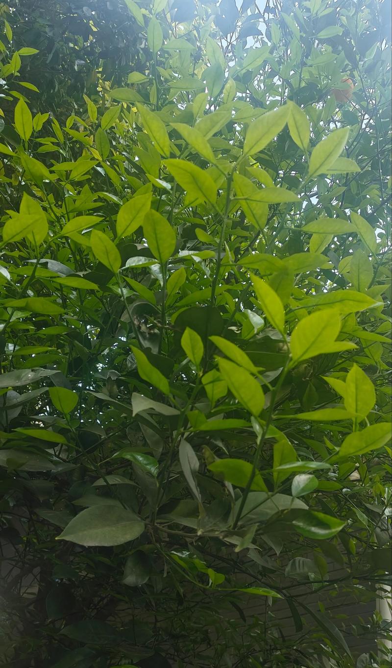 光照管理决定结果年限和产量：第4年成花挂果，第7年进入盛果期