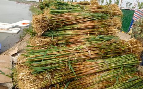 精品芦苇苗多少钱？2026年最新价格参考与种植指南