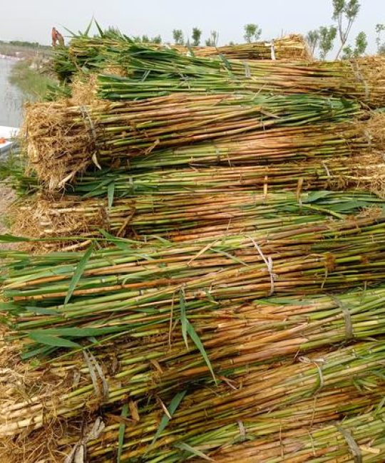精品芦苇苗多少钱？2026年最新价格参考与种植指南