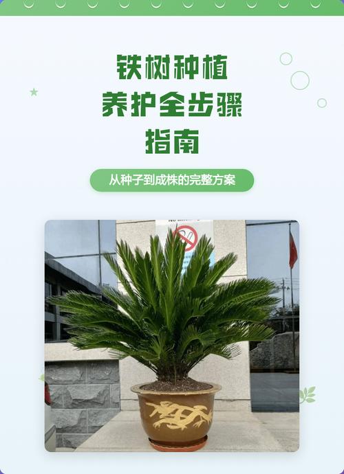 铁树用什么土栽培?完整土壤选择与种植指南让你一次成功 二、土壤环境