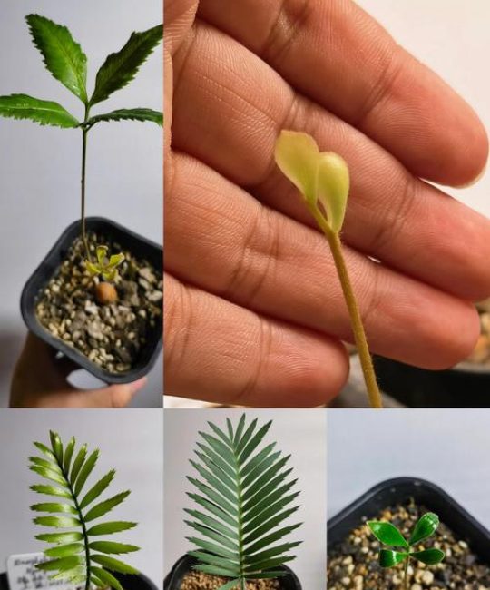 铁树用什么土栽培？完整土壤选择与种植指南让你一次成功
