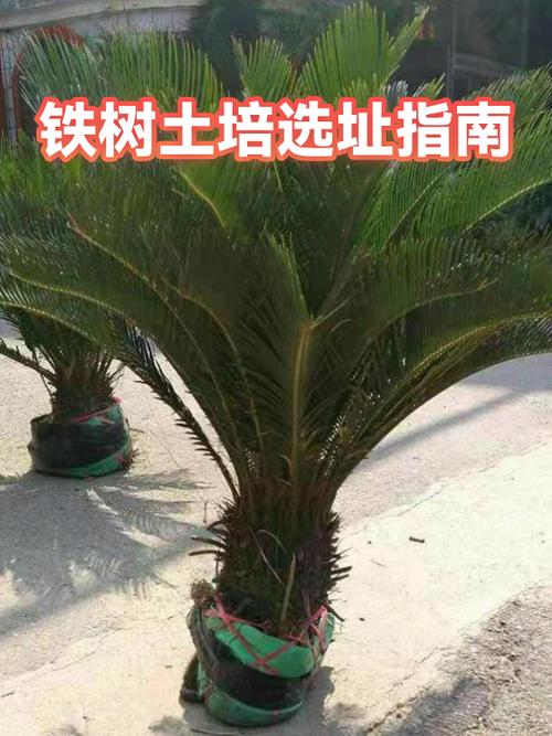 铁树用什么土栽培?完整土壤选择与种植指南让你一次成功 四、栽植深度
