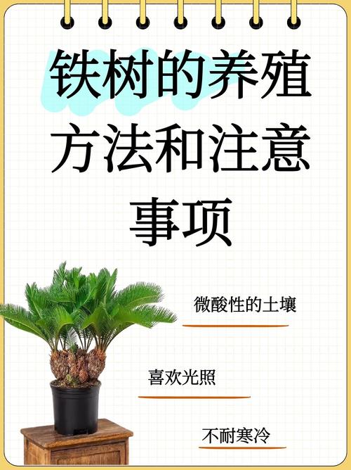 铁树用什么土栽培?完整土壤选择与种植指南让你一次成功 三、栽前处理