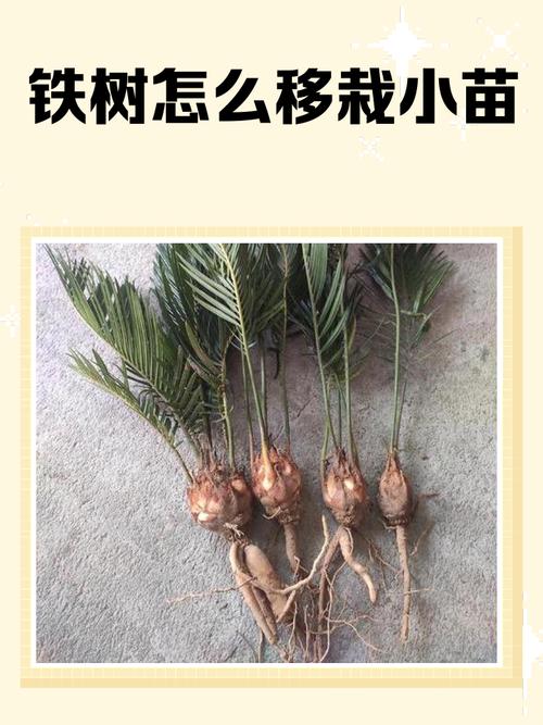铁树用什么土栽培?完整土壤选择与种植指南让你一次成功 六、缓苗管理