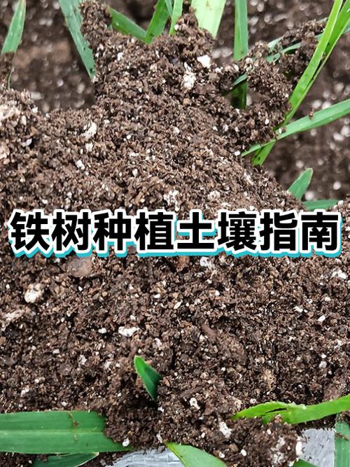 铁树用什么土栽培?完整土壤选择与种植指南让你一次成功 五、浇定根水