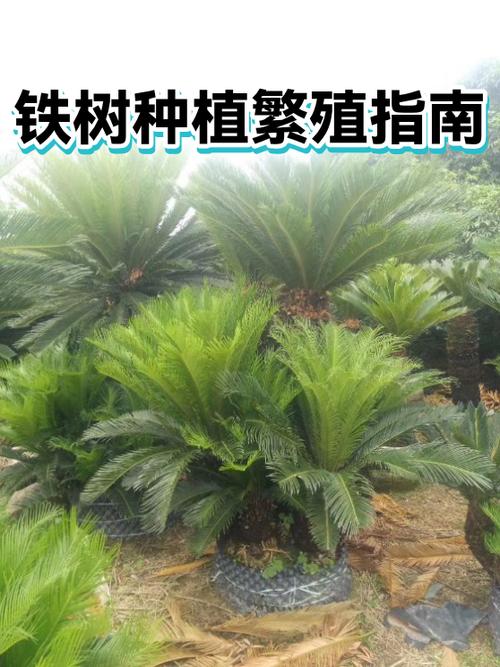 铁树用什么土栽培?完整土壤选择与种植指南让你一次成功 七、成活注意事项