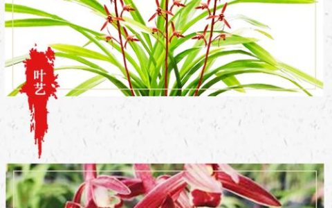 墨兰中国红兰花香吗？探秘中国红的香气特点与养护技巧