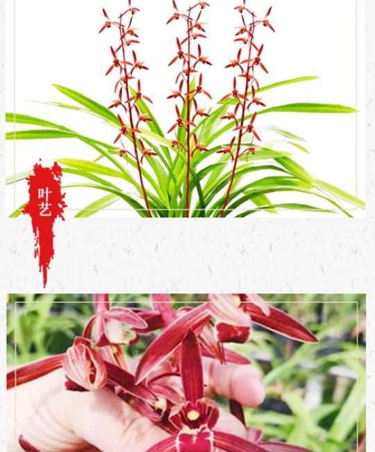 墨兰中国红兰花香吗？探秘中国红的香气特点与养护技巧