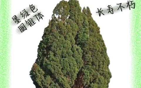柏树与侧柏有什么区别？6维度量化对比与场景化选品指南