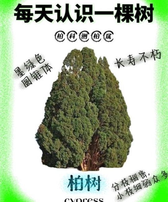 柏树与侧柏有什么区别？6维度量化对比与场景化选品指南